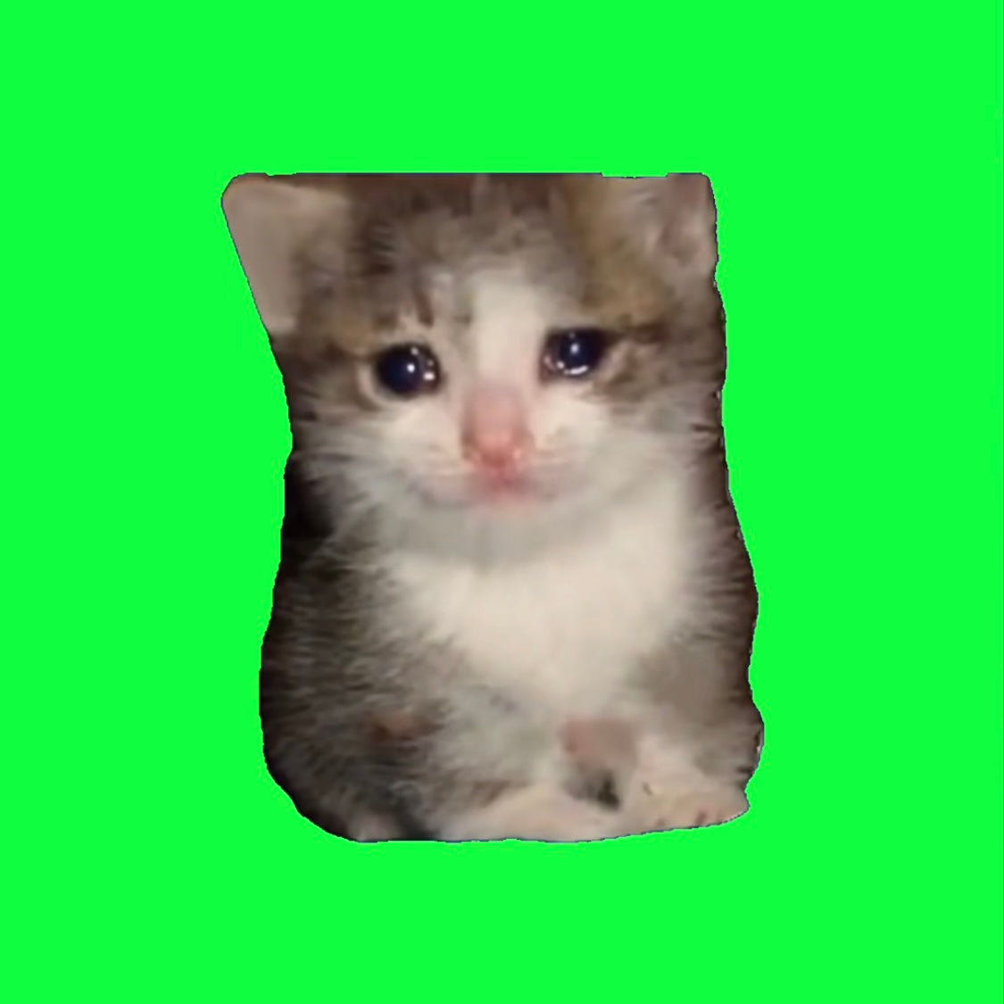Funny Meme Cat Lenticular Cards Oiiaiiooiiai Cat Screaming Cat Banana Cat Six Abstract Kitten Unwrapped Small Cards Set of 6